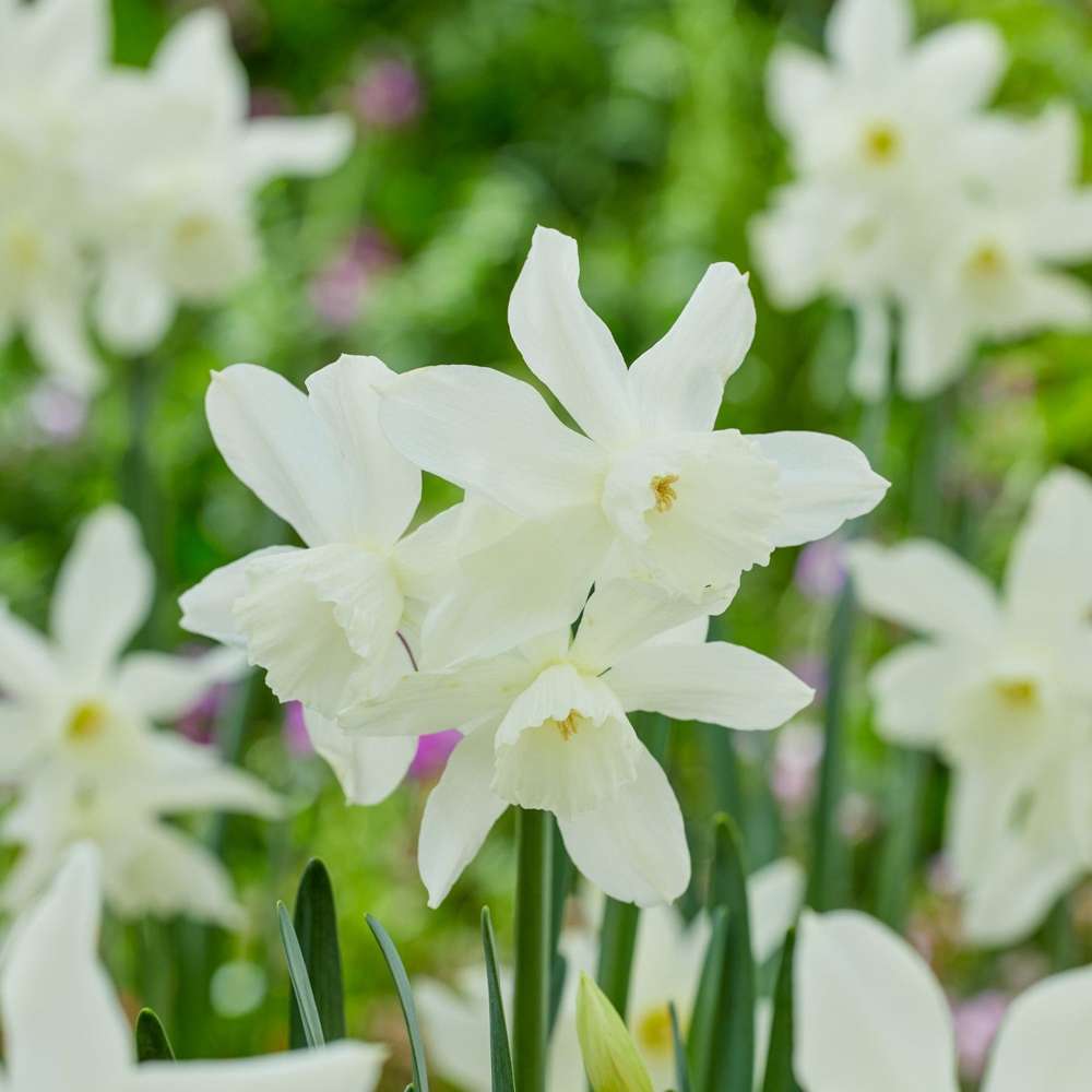 Hvid duftende Narcissus 'Thalia'